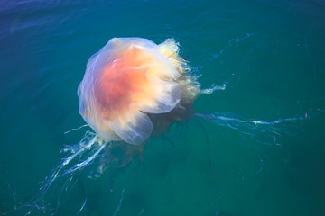 Beautiful vibrant picture of a floating jellyfish in atlantic ocean, norwegian sea also known as...