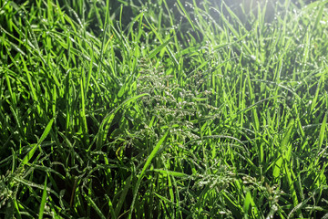Summer grass in dew in morning