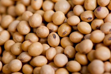 Soy bean 