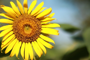 Close-up of sun flower in garden