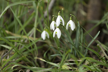 Spring snowdrop flowers