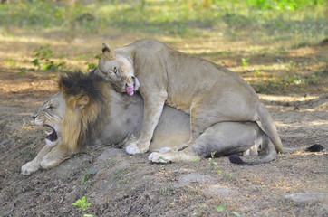 Fototapeta na wymiar Asiatic lion in IndiaA pair of Asiatic lions in India