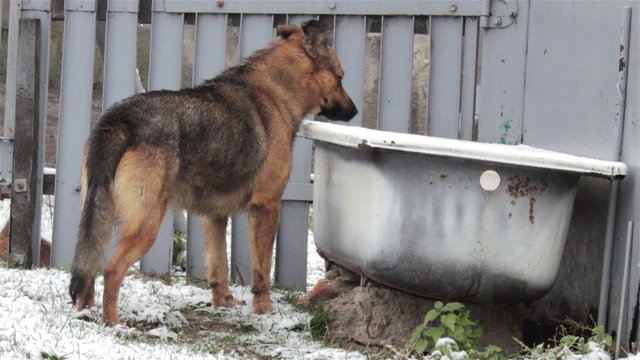 winter animal dog/winter fun dog drinks water from a bath in the yard