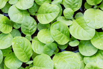 Tobacco cultivation young plants planting