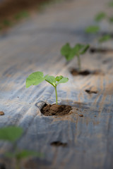 Sapling of the watermelon