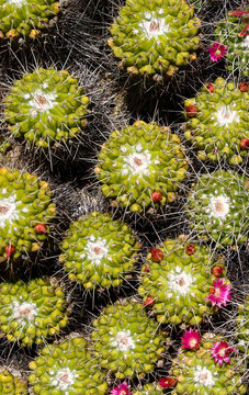 Spiny green  mammillaria cactus with little red flower