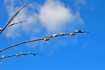 winter surprise, willow buds