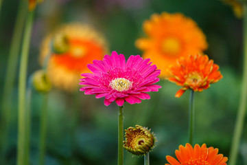 Flowers, flower Gerbera