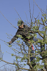 Mann beim Einkürzen der Triebe am Apfelbaum