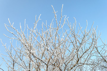 Tree branches covered with hoarfrost