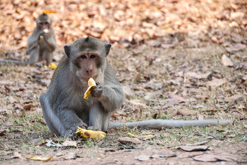 monkey eating a banana