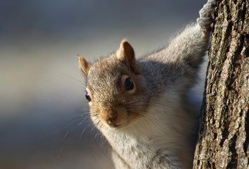 ecureuil sur un arbre