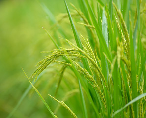 Rice Field in the Morning