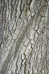 abstract background with tree bark