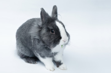 pet rabbit on a light background