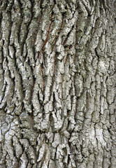 abstract background with tree bark