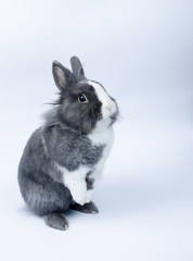 pet rabbit standing on hind legs