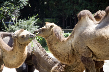 camel eating