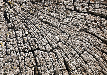 abstract background with cut of a tree