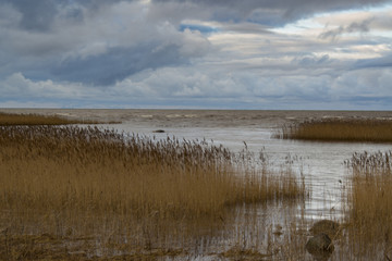 coastline with reeds and clouds at sunset