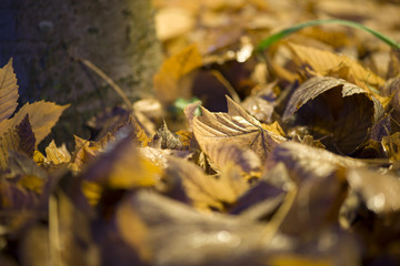 Autunno