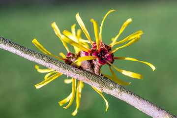 Hamamelis.