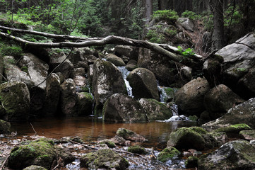 Bach im Wald