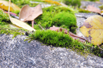 MOSS