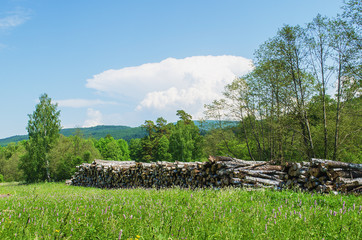 Summer landscape