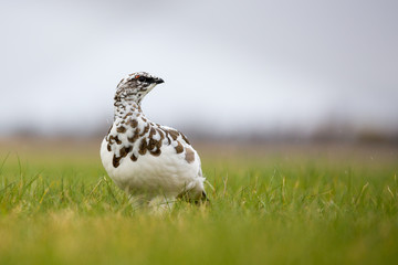 Schneehuhn in Island