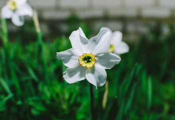 White Flowers In Garden