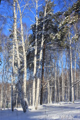 Сосны и берёзы зимой