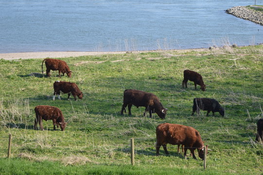runderen grazen in natuurgebied bij rivier Rijn