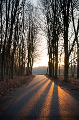 sunset through trees