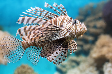 Fish swims in the aquarium, Zebra winged. Fish among corals and algae. 
