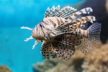 Fish swims in the aquarium, Zebra winged. Fish among corals and algae. 