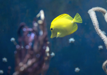 Fish swims in the water in the aquarium. Yellow fish among corals and algae. 