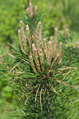 Young shoots of pine closeup