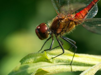 Blutrote Heidelibelle (Sympetrum sanguineum), geschlechtsreifes Männchen, sitzt in Obelisken-Stellung auf einem Weidenblatt (Salix) in der Sonne, Nahansicht, Mecklenburg- Vorpommern, Deutschland