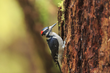 Woodpecker in the forest 