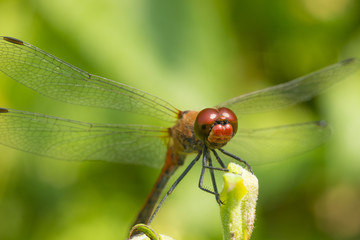 Blutrote Heidelibelle (Sympetrum sanguineum), geschlechtsreifes M&auml;nnchen, sitzt auf Weidenbl&auml;ttern (Salix) in der Sonne, Nahaufnahme Portrait, Mecklenburg- Vorpommern, Deutschland