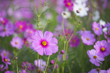 Pink cosmos2