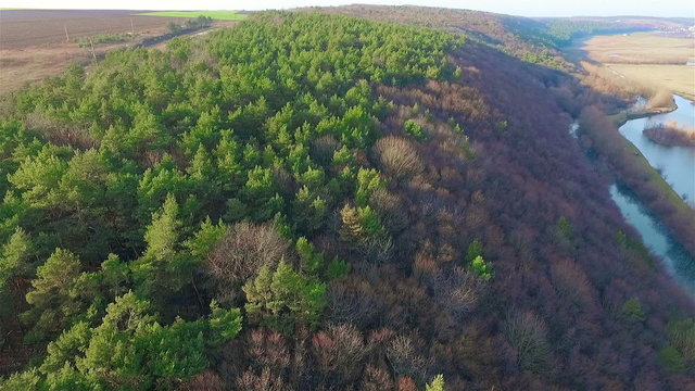 Aerial view of mixed forests (pine)