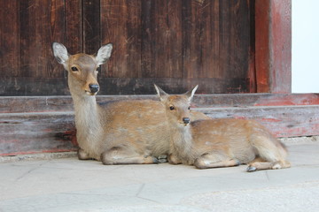 Fawn and deer