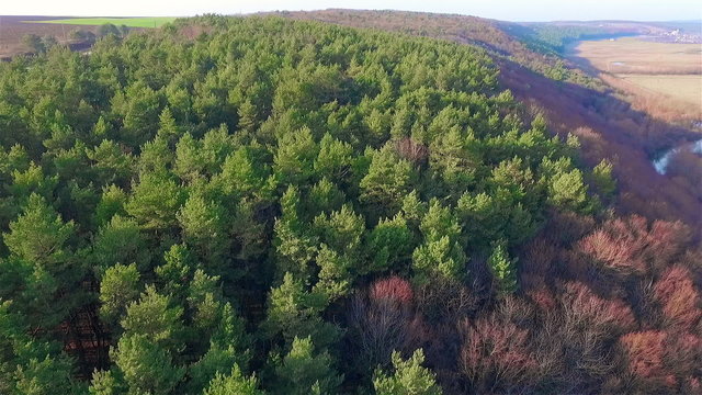Aerial view of pine forest