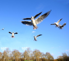 Gulls in flight