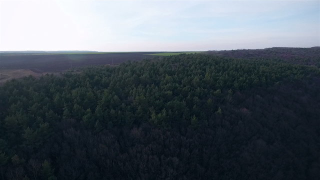 Aerial view of pine forest