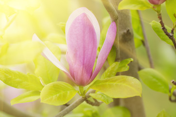 Obraz premium Magnolia spring flowers