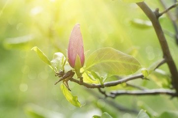 Obraz premium Magnolia spring flowers