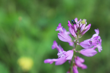 Obraz premium Beetle on a flower on a background of green grass